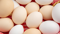 fresh egges